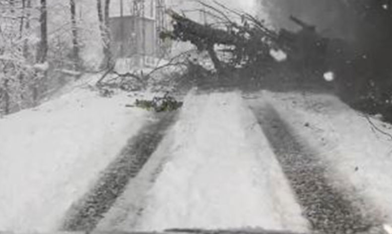 Artvin’de ağaç yola devrildi, sürücü son anda kurtuldu