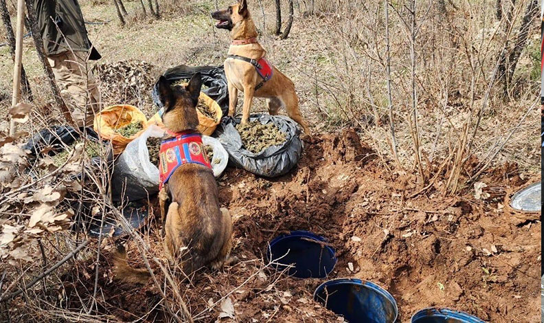 Diyarbakır’da jelikan bidon içerisine saklanmış 43 kilo esrar ele geçirildi
