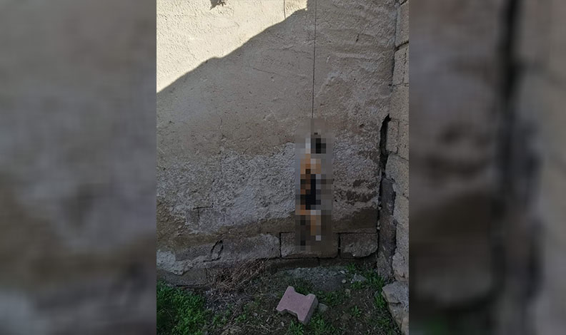 Kedi asılarak öldürüldü
