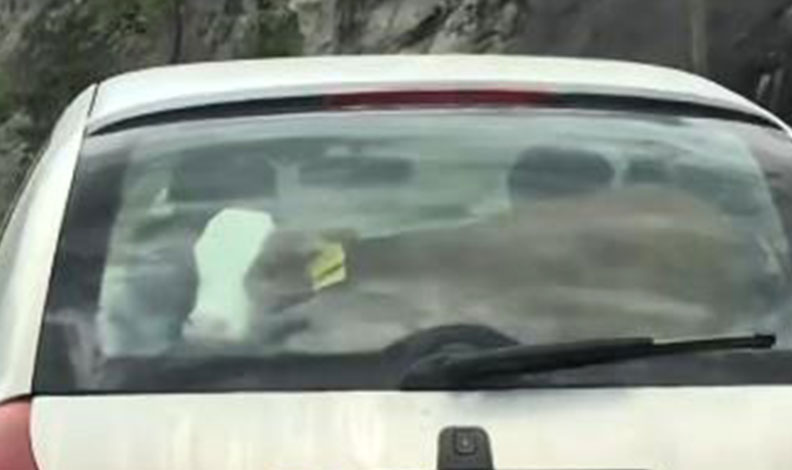 Buzağıyı otomobilin arka koltuğunda taşıdı