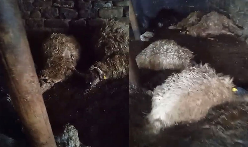 Yüksekova’da ağıl çöktü: 20 koyun telef oldu