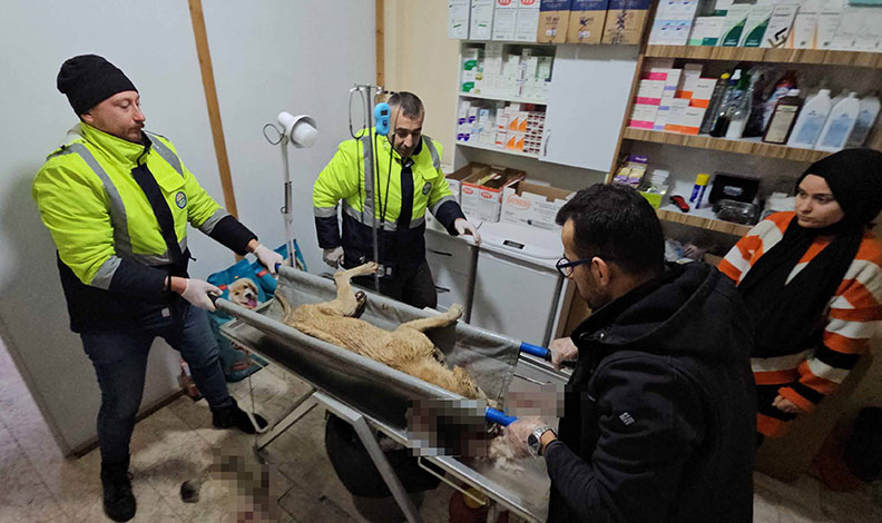 İki sokak köpeğini silahla yaralayan şahıs yakalandı