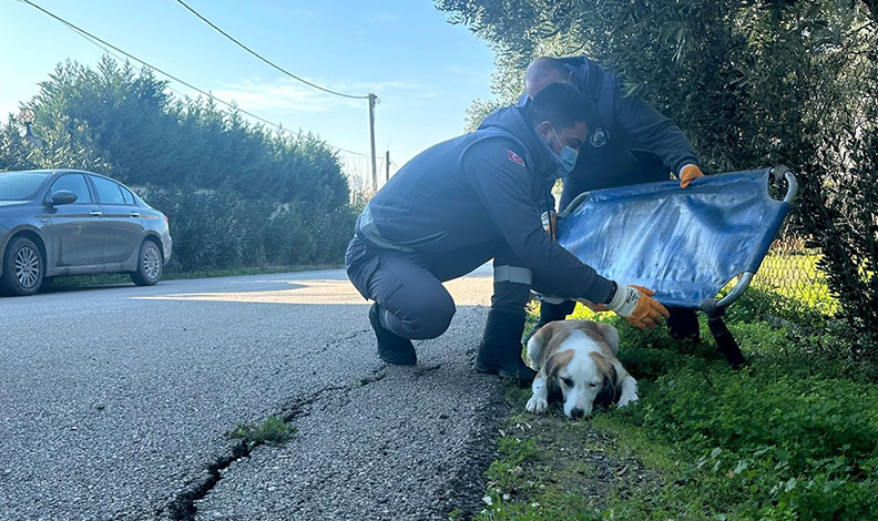 Yaralı halde bulunan köpek sağlığına kavuştu