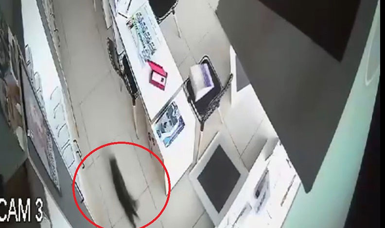 Bursa’da kırılan tavandan aşağı kedi düştü