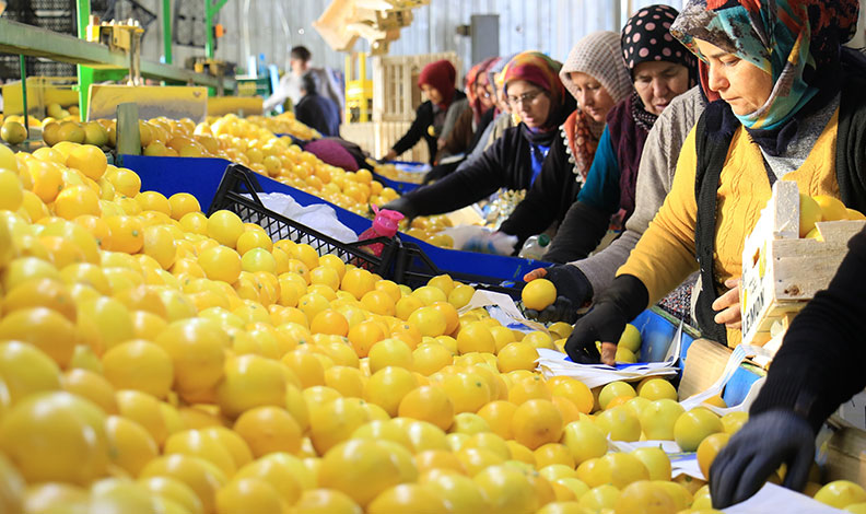 Limon hasadında kadınlar mesaide