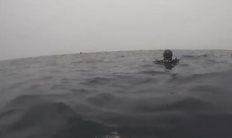 Dalgıçlar kayıp mürettebatı aramak için midye çiftliğine dalış yaptı