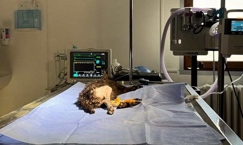 2 aylık kedi başarılı operasyonla hayata tutundu