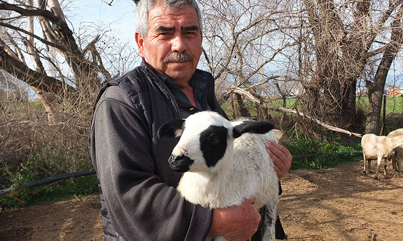 Kuzuların kesilmesine gönlü razı olmadı
