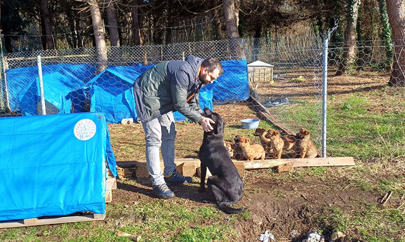 Ünye’de sokak hayvanlarına barınak ve mama desteği