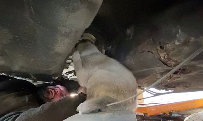 Hurda aracın alt kısmına sıkışan köpek kurtarıldı