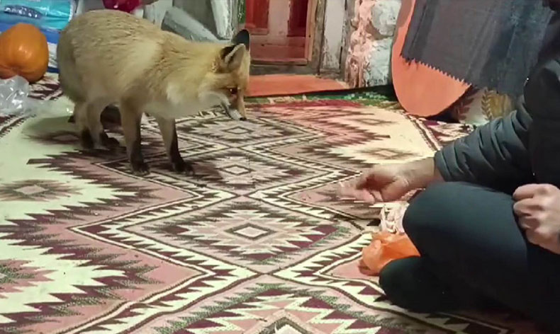 Dağların Oğlu’nun tilki ile dostluğu