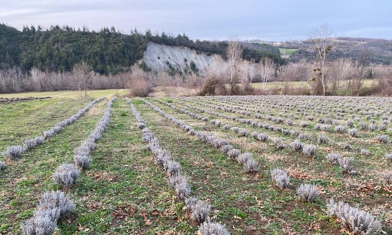 Sinop’ta 700 adet salep dikimi yapıldı