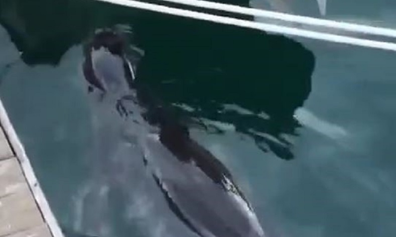 Fethiye’de nesli tehlikedeki Akdeniz Foku görüldü