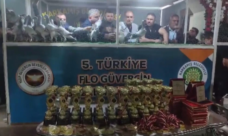Türkiye’nin en güzel güvercinleri Karkamış’ta görücüye çıktı