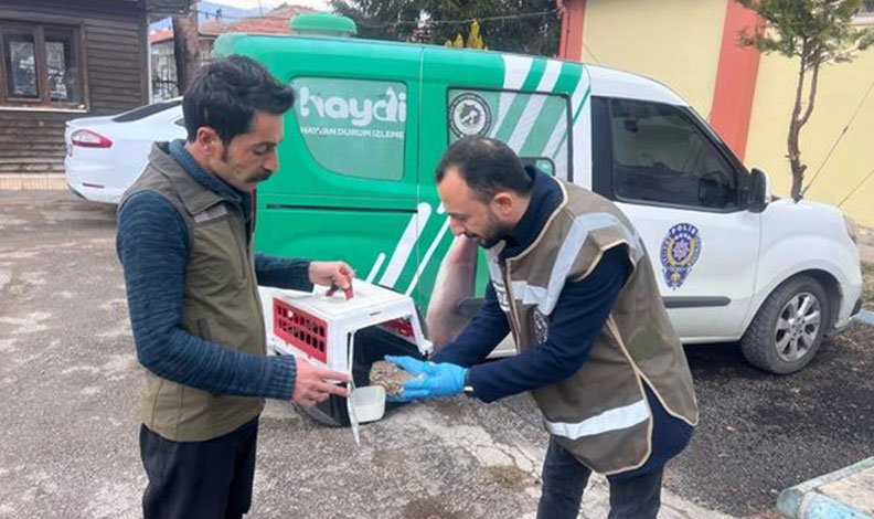 Yaralı halde bulunan yaralı baykuş yavrusu tedavi altına alındı