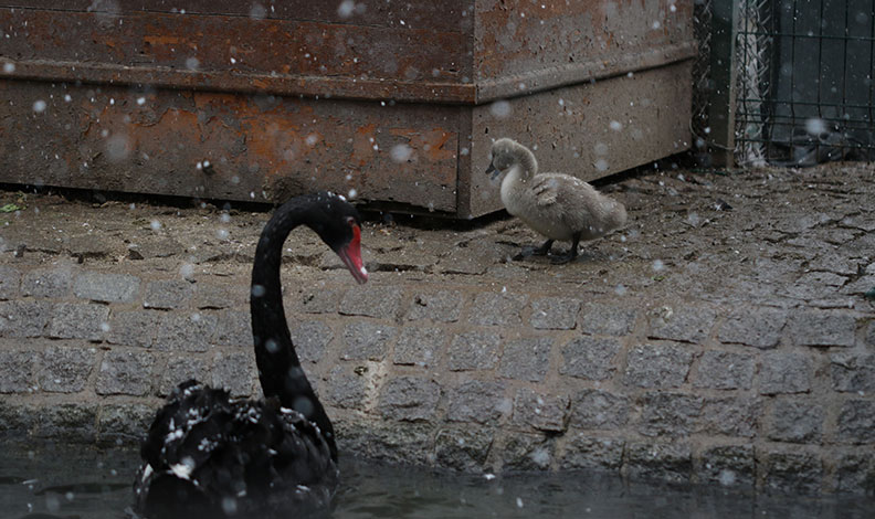 Kuğulu Park’ın yeni yavruları