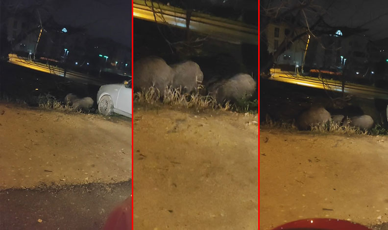 Bursa’da aç kalan domuzlar şehir merkezine indi