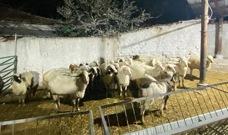 Konya’da koyun hırsızlığı şüphelisi yakalandı