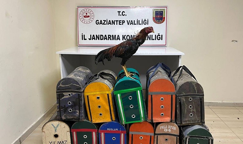 Horoz dövüştüren 26 şahıs suçüstü yakalandı
