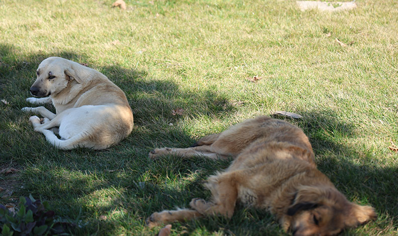Sokak köpeği bir günde 8 kişiyi ısırdı