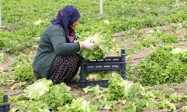 Seralarda marul hasadı sürüyor