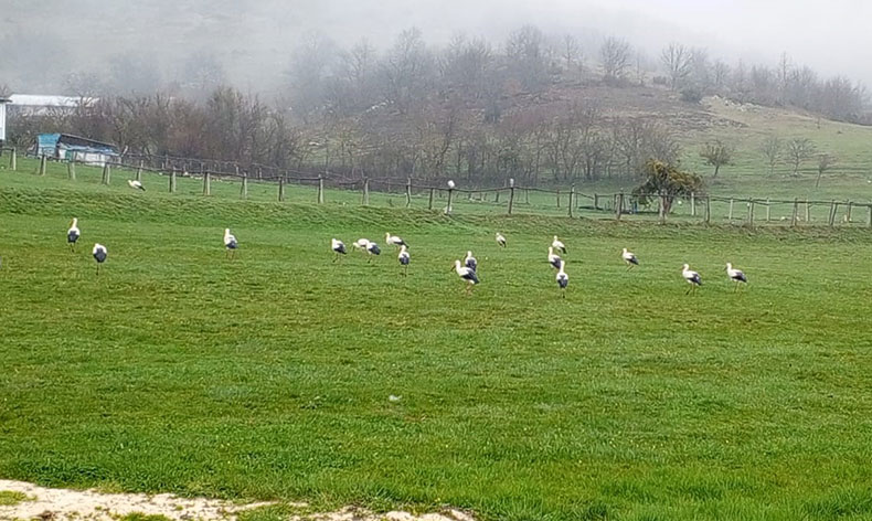 Göç eden leylekler Bilecik’te mola verdi