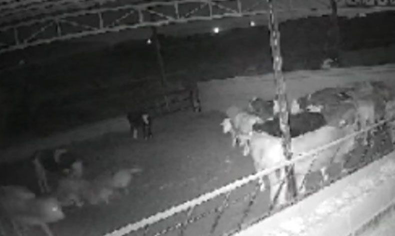 ‘Kamera kaydı olmasa mandıraya kurt girdiğine inanmazlar’