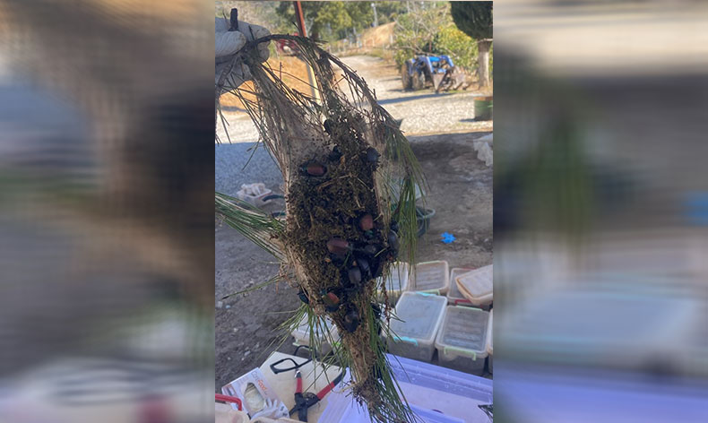 Terminatör böcek üretimine başlandı