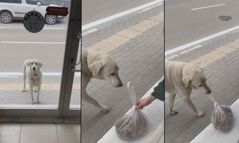 Esnafla köpeğin samimiyeti yüzleri gülümsetti