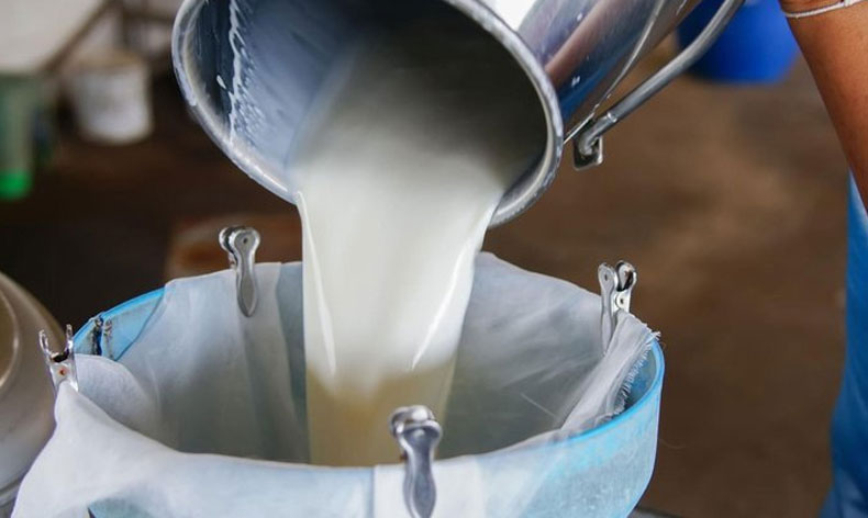 916bin ton inek sütü toplandı