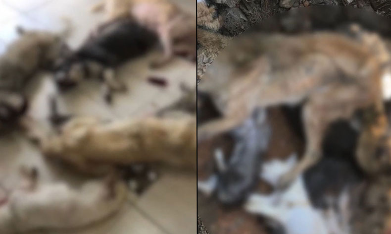 İzmir’de onlarca köpek katledildi