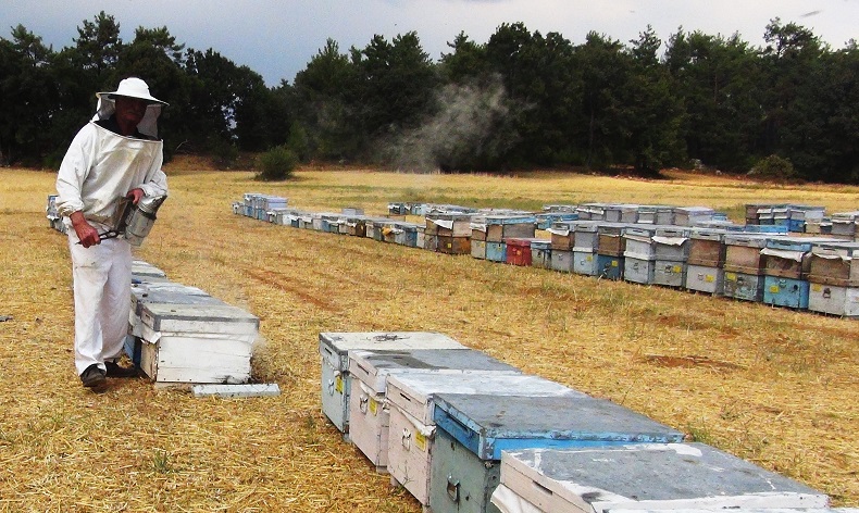 Muğla’da 7 bin 75 üreticiye 67,5 milyon TL destekleme ödemesi