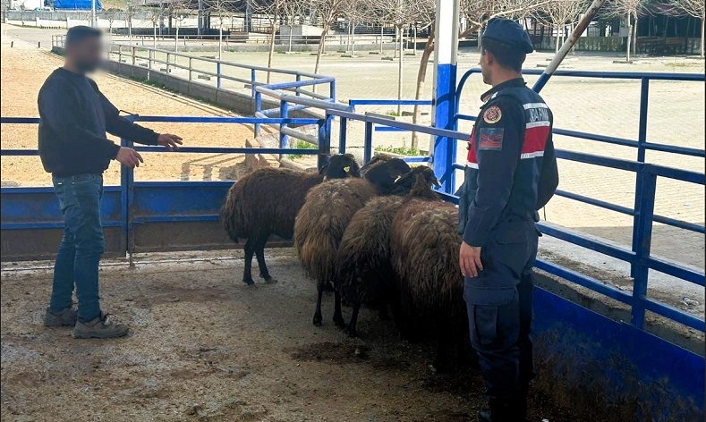 Çaldığı küçükbaş hayvanları satan şüpheli tutuklandı