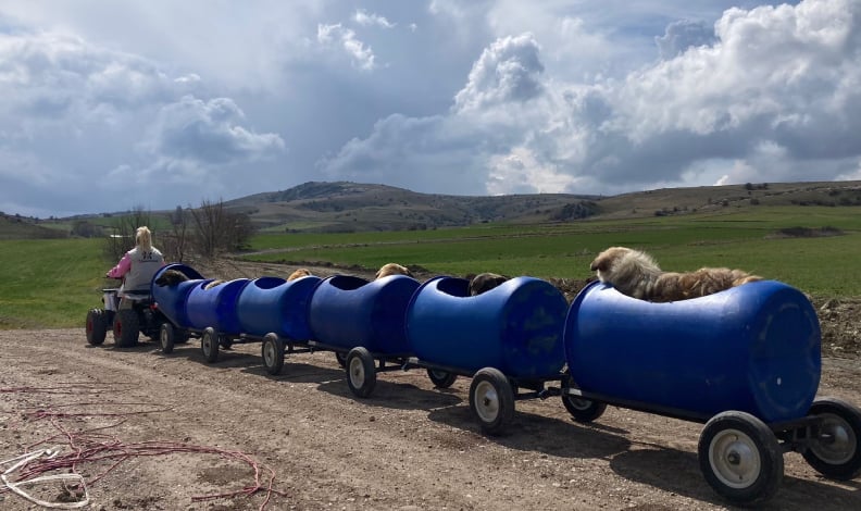 Engelli köpeklere varilden tren yapıldı