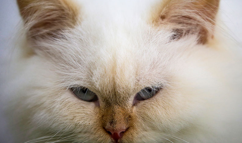 Japonya’da ‘kimyasal kedi’ alarmı