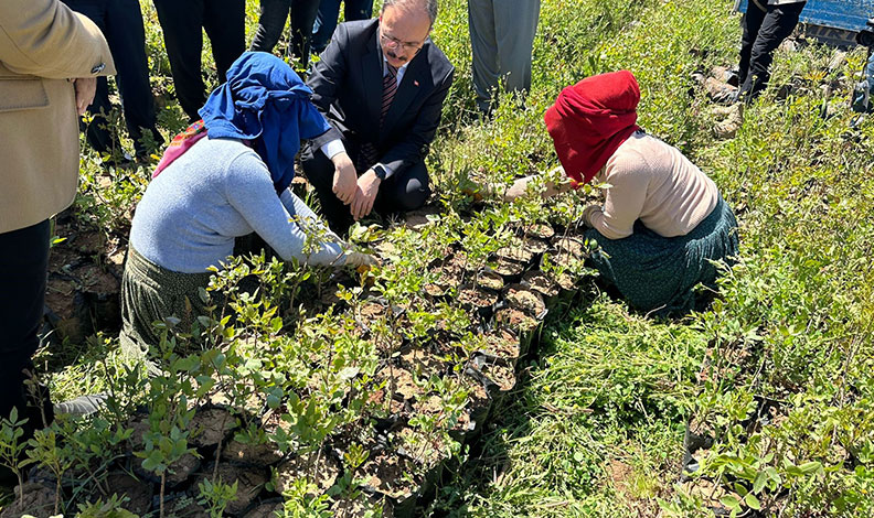 Siirt’te 125 bin adet fıstık fidanı törenle dağıtıldı