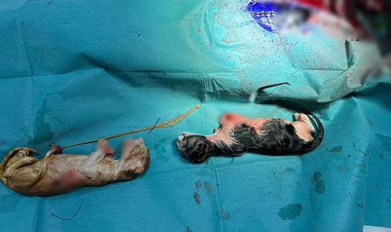 Bilecik’te kedi sezaryenle doğum yaptı