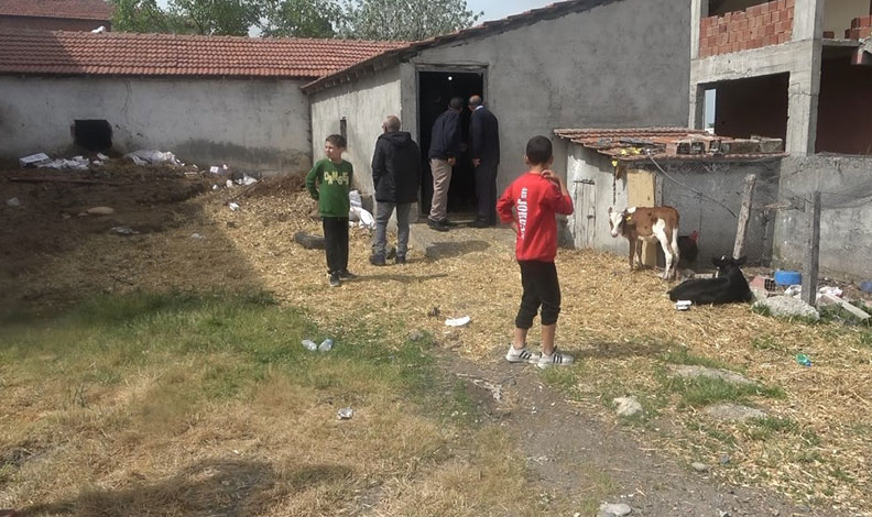 Başıboş köpek dehşeti: 12 buzağı ve 1 kuzu telef oldu