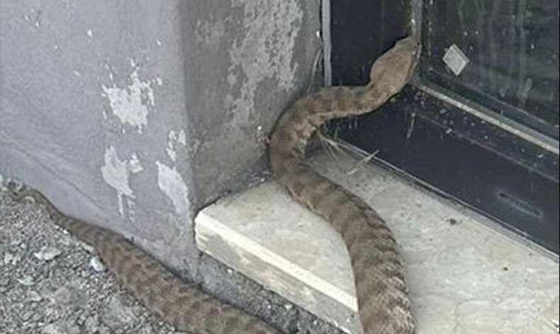 Isırığı bir insanı öldürmeye yetiyor