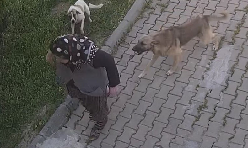 Başıboş köpek dehşeti, kadın tanınmaz hale geldi