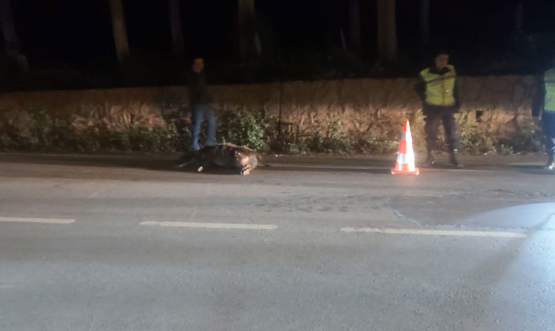 Bursa’da tır domuza çarptı