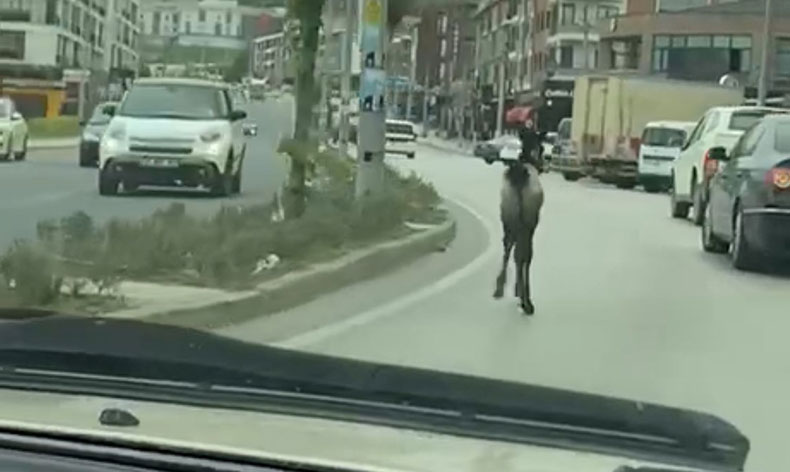 Başıboş tay trafiği karıştırdı