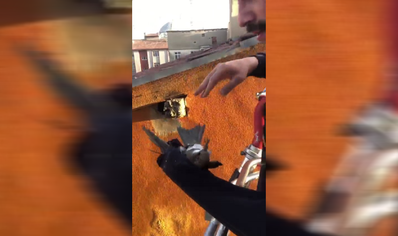 Ebabil kuşunu itfaiye ekibi kurtardı