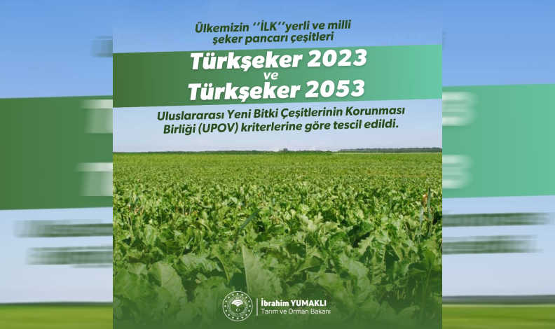 Yerli şeker pancarı tohumu tescil aldı