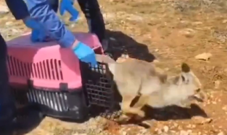 Tedavisi tamamlanan tilki doğaya salındı
