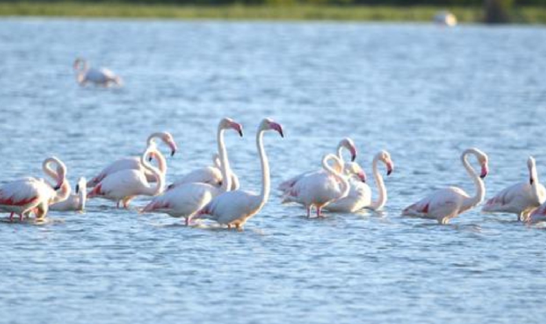 Doğa harikası Akgöl flamingoları ağırlıyor