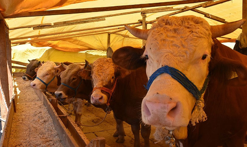 Gemlik’te kurban pazarlarına düzenleme