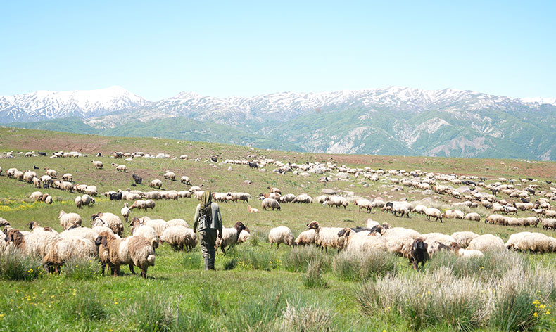 Şenyayla çocuk ve kuzularla şenlendi