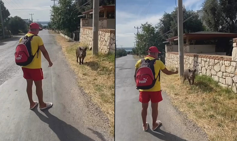 Aç kalan domuzu bisküvi ile besledi