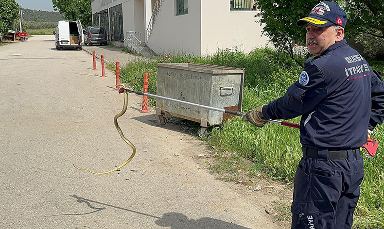 Polis arabasına giren yılanı itfaiye ekibi çıkardı